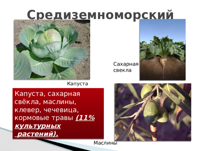 Средиземноморский Сахарная свекла  Капуста Капуста, сахарная свёкла, маслины, клевер, чечевица, кормовые травы (11% культурных  растений). Маслины 