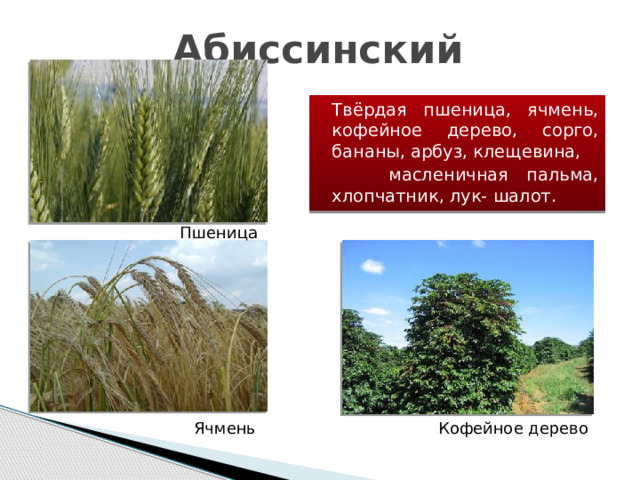 Абиссинский  Твёрдая пшеница, ячмень, кофейное дерево, сорго, бананы, арбуз, клещевина,  масленичная пальма, хлопчатник, лук- шалот. Пшеница Ячмень Кофейное дерево 