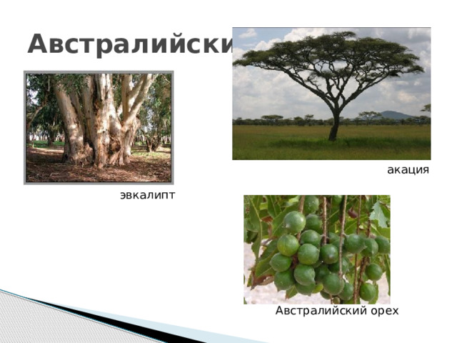 Австралийский акация эвкалипт Австралийский орех 
