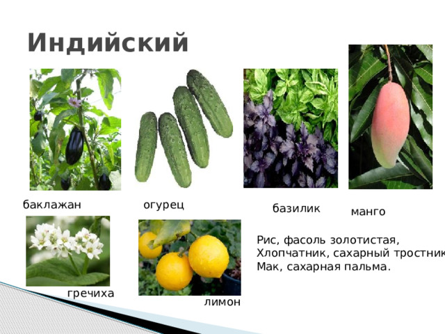 Индийский баклажан огурец базилик манго Рис, фасоль золотистая, Хлопчатник, сахарный тростник, Мак, сахарная пальма. гречиха лимон 