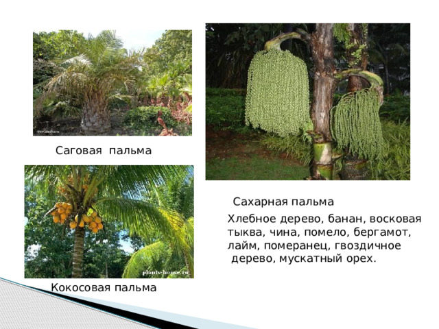 Саговая пальма Сахарная пальма Хлебное дерево, банан, восковая тыква, чина, помело, бергамот, лайм, померанец, гвоздичное  дерево, мускатный орех. Кокосовая пальма 