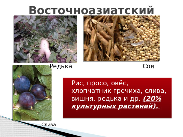 Восточноазиатский Редька Соя  Рис, просо, овёс, хлопчатник гречиха, слива, вишня, редька и др. (20% культурных растений). Слива 
