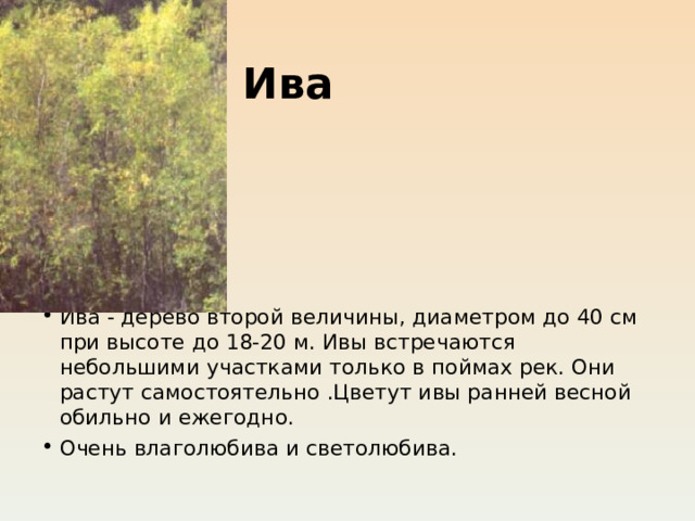 Ива   Ива - дерево второй величины, диаметром до 40 см при высоте до 18-20 м. Ивы встречаются небольшими участками только в поймах рек. Они растут самостоятельно .Цветут ивы ранней весной обильно и ежегодно. Очень влаголюбива и светолюбива.  