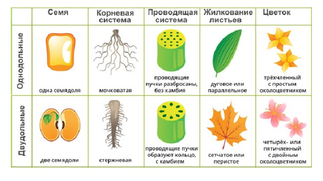 Как определить двудольные и однодольные растения по картинке