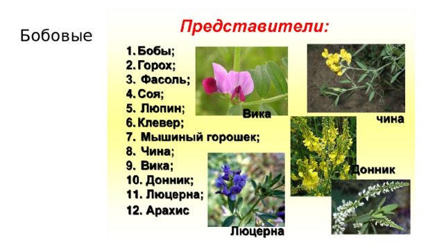 Бобовые 
