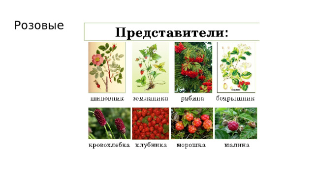Розовые 
