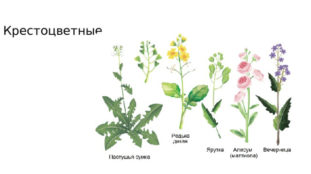 Крестоцветные 