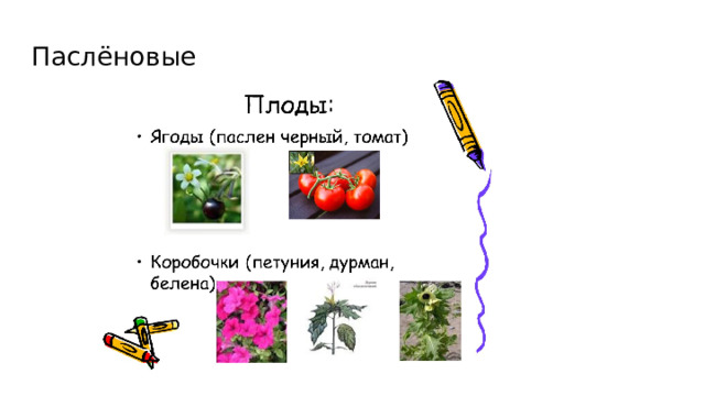 Паслёновые 
