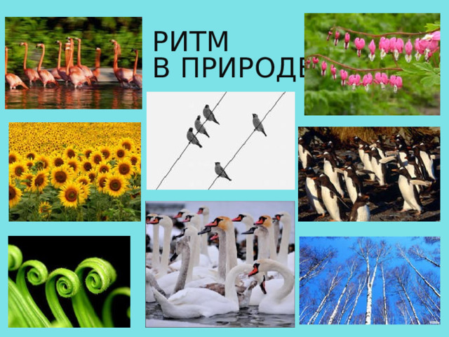 РИТМ  В ПРИРОДЕ 