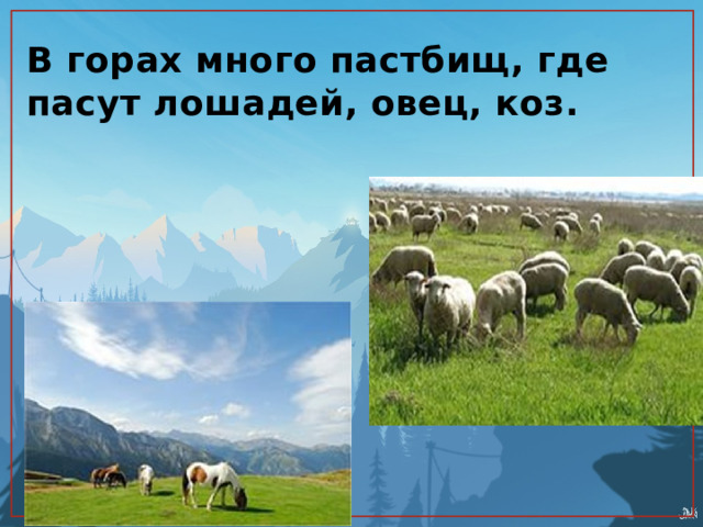 В горах много пастбищ, где пасут лошадей, овец, коз. 