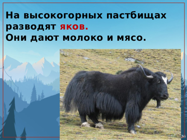 На высокогорных пастбищах разводят яков.  Они дают молоко и мясо. 