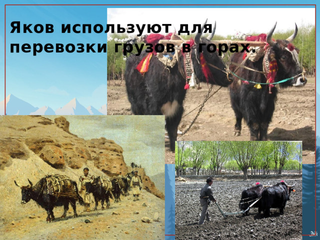 Яков используют для перевозки грузов в горах. 