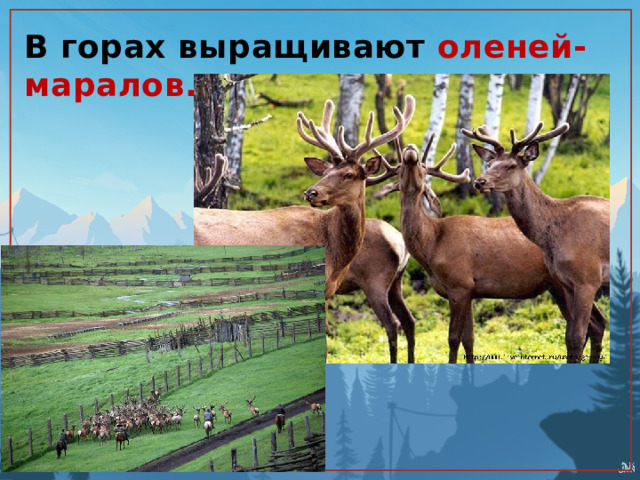 В горах выращивают оленей-маралов.    