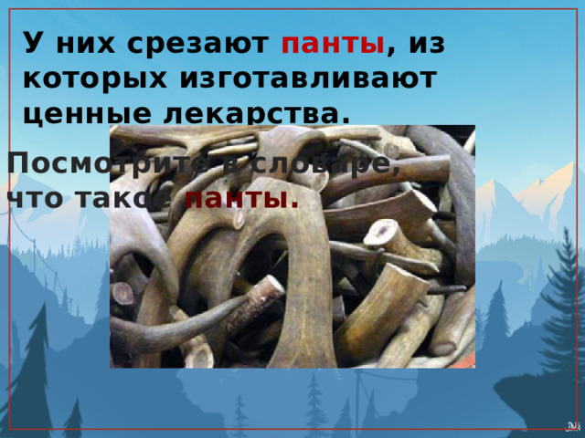 У них срезают панты , из которых изготавливают ценные лекарства. Посмотрите в словаре, что такое панты. 