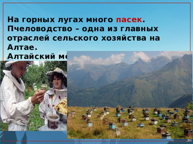 На горных лугах много пасек .  Пчеловодство – одна из главных отраслей сельского хозяйства на Алтае.  Алтайский мёд – вкусный и полезный. 