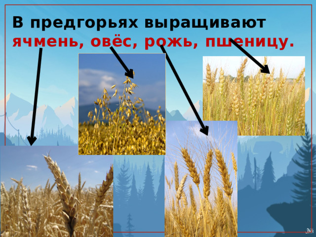 В предгорьях выращивают ячмень, овёс, рожь, пшеницу. 