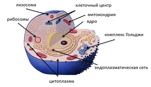 Цитоплазма ядро митохондрия клетки. Строение клетки химический состав клетки. Клетка строение химический состав и жизнедеятельность. Химический состав клеточных структур. Клетка, строение и функции. Химический состав клетки.