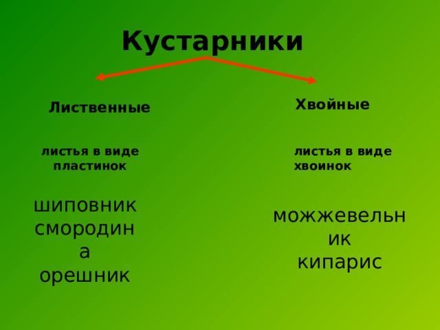 Кустарники Хвойные Лиственные листья в виде пластинок листья в виде хвоинок шиповник смородина орешник можжевельник кипарис 