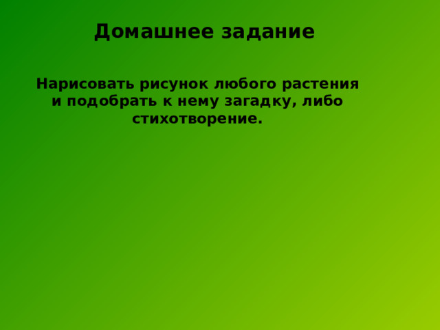 Домашнее задание Нарисовать рисунок любого растения и подобрать к нему загадку, либо стихотворение. 