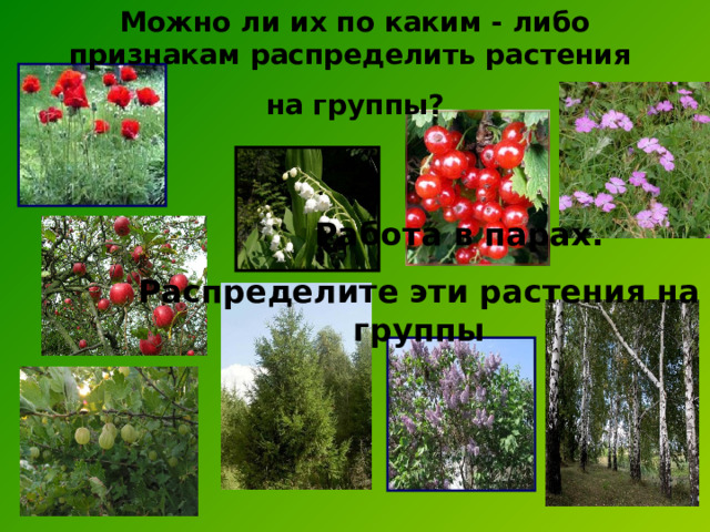 Можно ли их по каким - либо признакам распределить растения на группы?  Работа в парах. Распределите эти растения на группы 