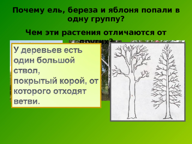 Почему ель, береза и яблоня попали в одну группу? Чем эти растения отличаются от других?  