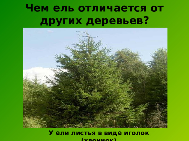 Чем ель отличается от других деревьев? У ели листья в виде иголок (хвоинок) 