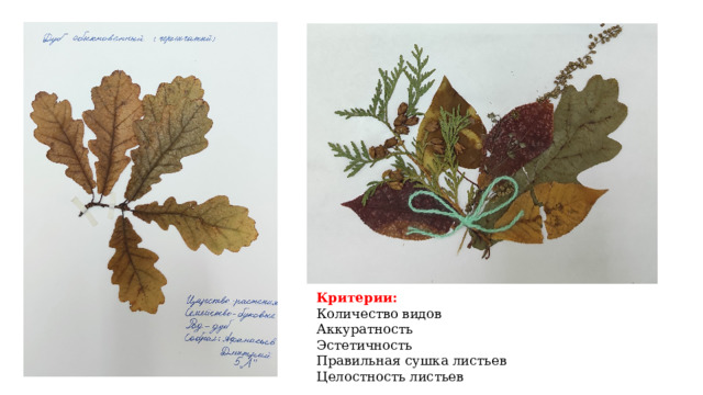 Критерии: Количество видов Аккуратность Эстетичность Правильная сушка листьев Целостность листьев 