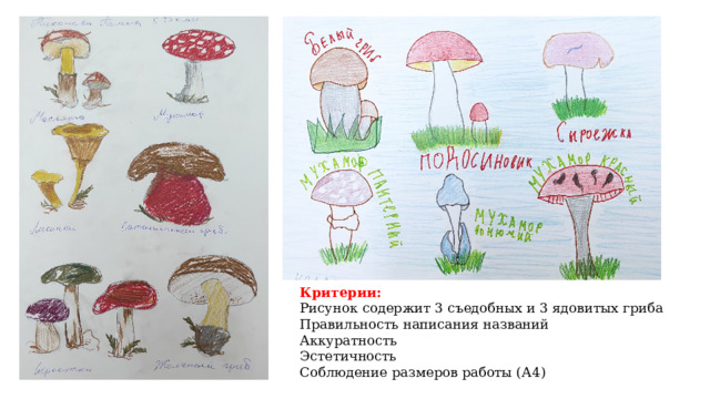 Критерии: Рисунок содержит 3 съедобных и 3 ядовитых гриба Правильность написания названий Аккуратность Эстетичность Соблюдение размеров работы (А4) 