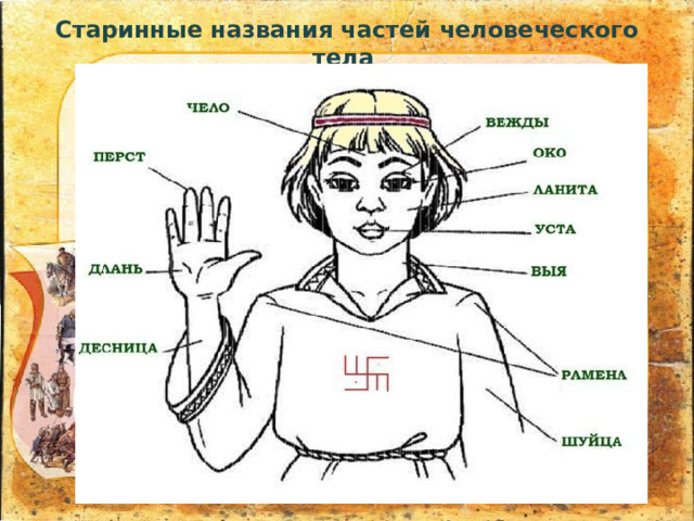 Старинные названия частей человеческого тела 