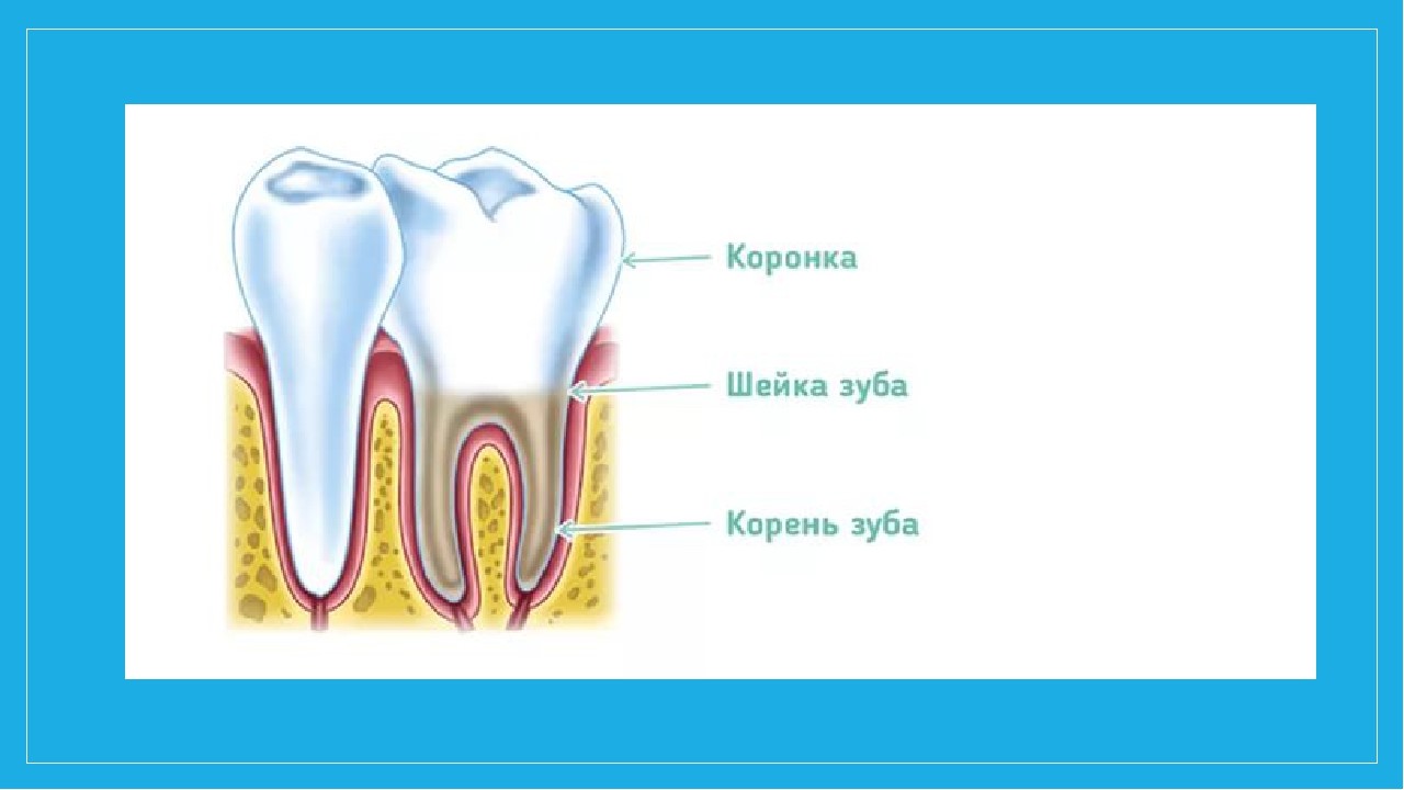 Строение зуба картинка для детей