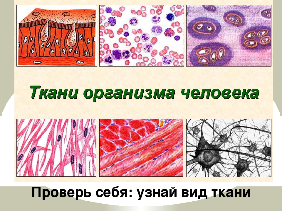 Презентация 8 класс биология