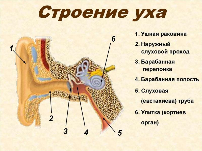 Рисунок уха биология 8 класс с подписями