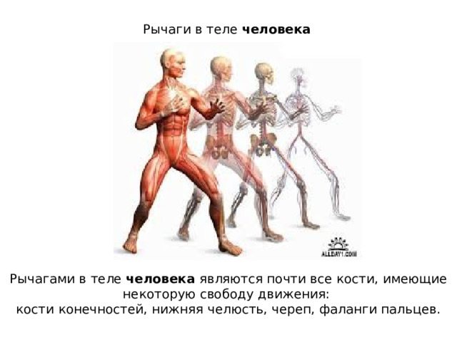 Рычаги в теле  человека   Рычагами в теле  человека  являются почти все кости, имеющие некоторую свободу движения: кости конечностей, нижняя челюсть, череп, фаланги пальцев. 