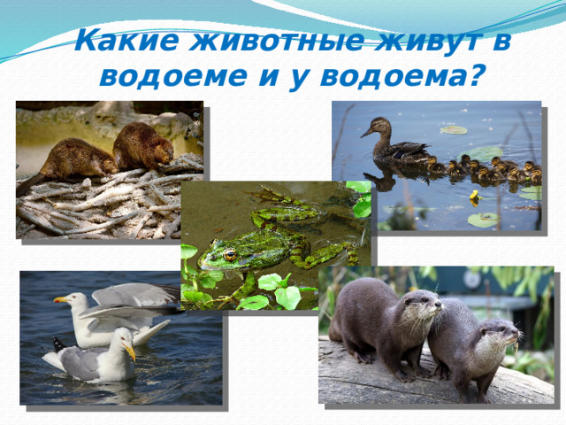 Какие животные живут в водоеме и у водоема? 