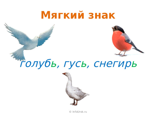 Мягкий знак голуб ь , гус ь , снегир ь © InfoUrok.ru 