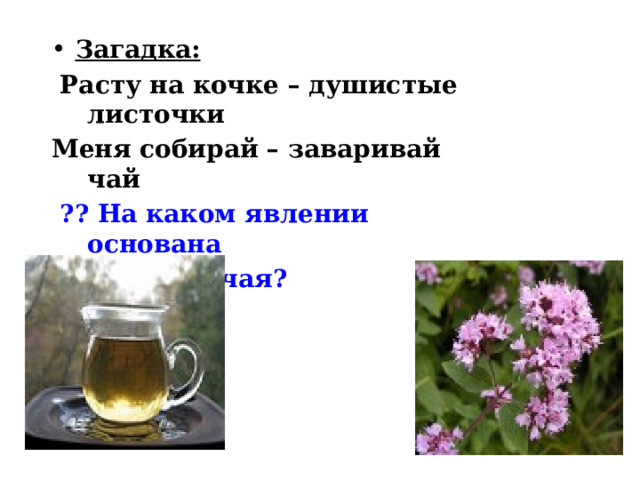 Загадка:  Расту на кочке – душистые листочки Меня собирай – заваривай чай  ?? На каком явлении основана  заварка чая? 