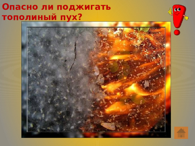 Опасно ли поджигать тополиный пух? 