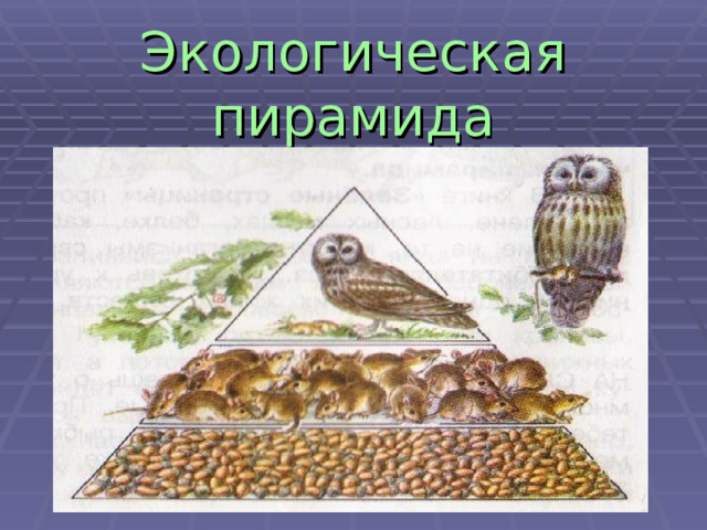 Экологическая пирамида 