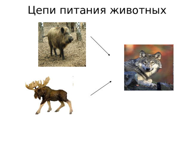 Цепи питания животных 