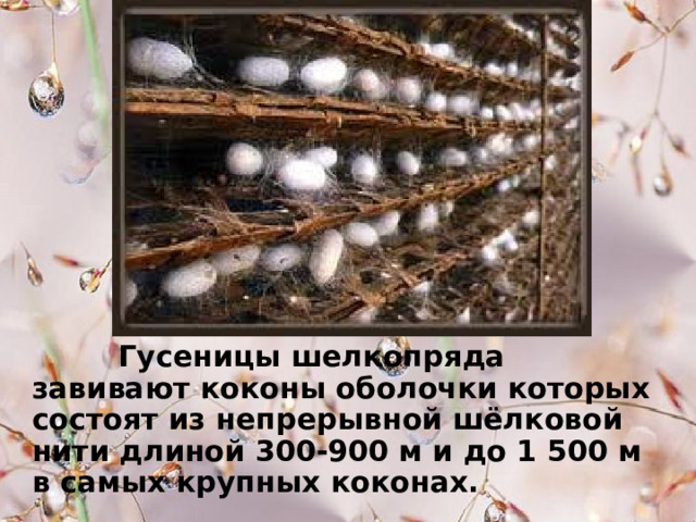 Гусеницы шелкопряда завивают коконы оболочки которых состоят из непрерывной шёлковой нити длиной 300-900 м и до 1 500 м в самых крупных коконах.  