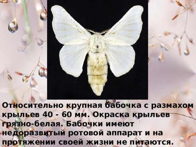 Относительно крупная бабочка с размахом крыльев 40 - 60 мм. Окраска крыльев грязно-белая. Бабочки имеют недоразвитый ротовой аппарат и на протяжении своей жизни не питаются. 