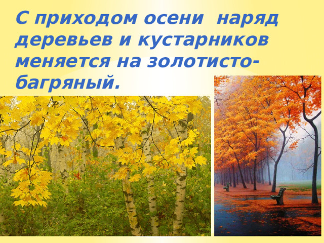 С приходом осени наряд деревьев и кустарников меняется на золотисто-багряный. 