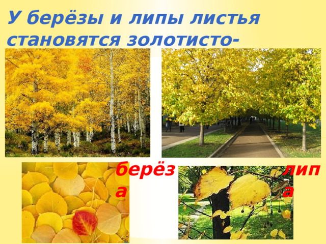 У берёзы и липы листья становятся золотисто-жёлтыми, берёза липа 