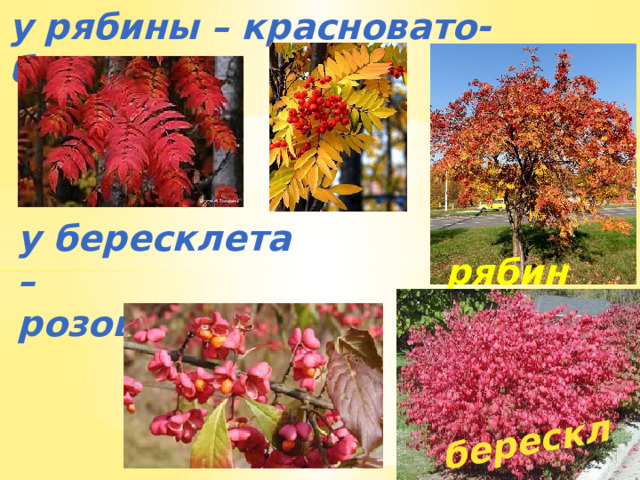 у рябины – красновато-бурыми, бересклет у бересклета – розоватыми. рябина 