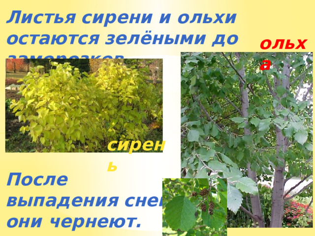 Листья сирени и ольхи остаются зелёными до заморозков. ольха сирень После выпадения снега они чернеют. 