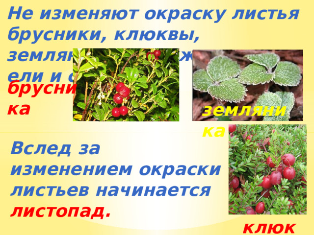 Не изменяют окраску листья брусники, клюквы, земляники, а также хвоинки ели и сосны. брусника земляника Вслед за изменением окраски листьев начинается листопад. клюква 