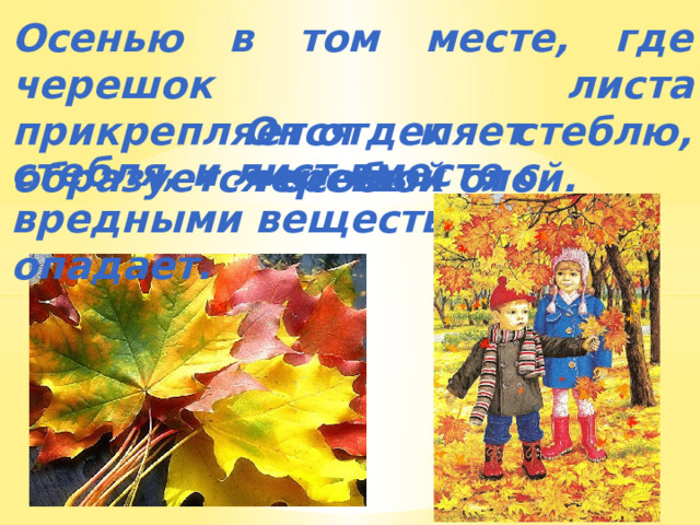 Осенью в том месте, где черешок листа прикрепляется к стеблю, образуется особый слой. Он отделяет черешок от стебля, и лист вместе с вредными веществами опадает. 