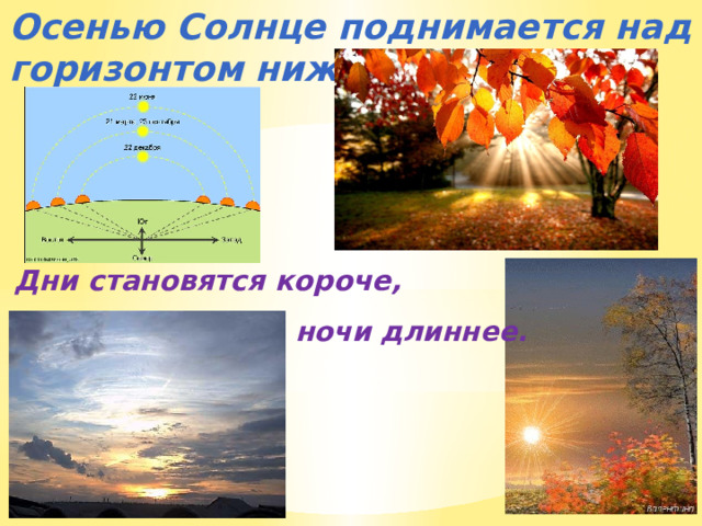 Осенью Солнце поднимается над горизонтом ниже, чем летом. Дни становятся короче, ночи длиннее. 