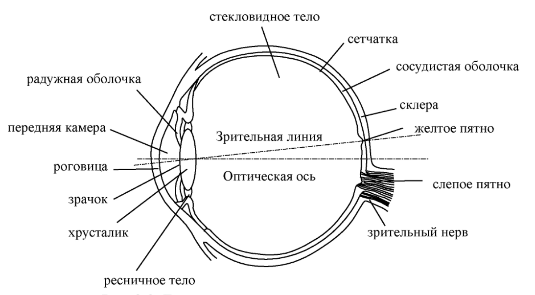 Схема строения глазной щели