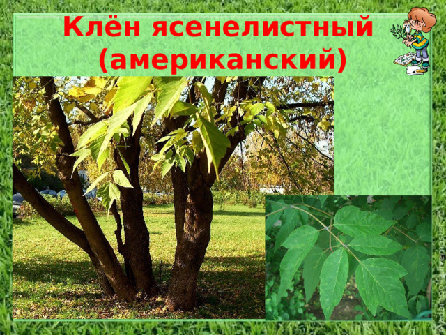 Клён ясенелистный  (американский) Дерево высотой до 25 метров и до 1м в обхвате, часто образующее несколько стволов, с серой корой и с широкой развесистой, часто поникающей кроной; молодые побеги голые, зеленые, с густым сизым налетом, ветви серые. Листья из 3-5 листочков на черешках 4-8 см дл., черешки боковых листочков обычно не длиннее 1 см, конечного 1.5-2.5 см. Листочки более светлые снизу, при распускании с обеих сторон и особенно густо снизу войлочно опушенные, потом голые, 5-13 мм дл., 2.5-7.5 см шир., яйцевидные до эллиптически ланцетных, обычно с оттянутой в остроконечие верхушкой и с равномерно зубчатыми краями, изредка почти цельнокрайние.  